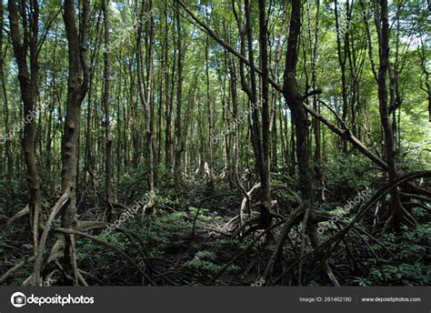 Mangrove Forests Conservation Areas Stock Photo by ©YAYImages 261462180