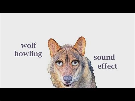 How A Wolf Howling Sounds / Sound Effect / Animation - YouTube