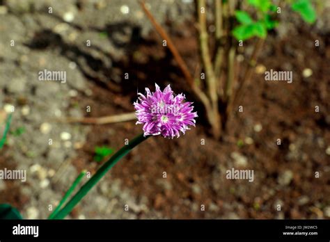 HERB CHIVES IN FLOWER Stock Photo - Alamy