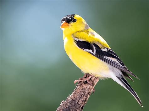 Bird Mating & Breeding: Insights into Avian Reproductive… | Birdfact