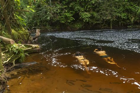 The Bio Diverse Jau National Park in the Amazon | Aventura do Brasil