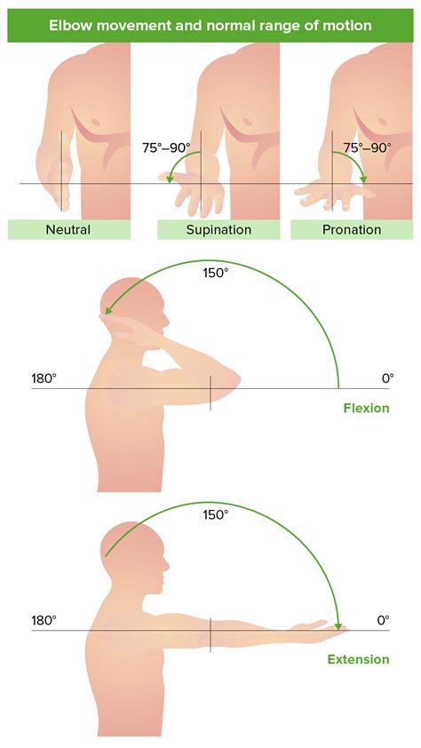 Elbow Flexion And Extension