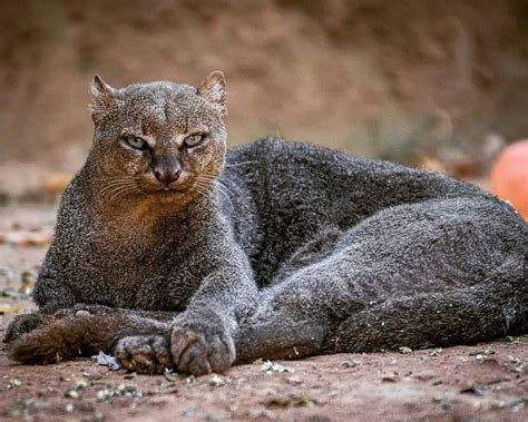 BIG CATS WILDLIFE on Instagram: “The unusual but still beautiful ...