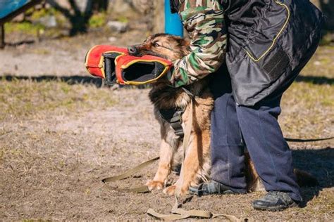 How To Train Your Pitbull Dog | Every Day Interests