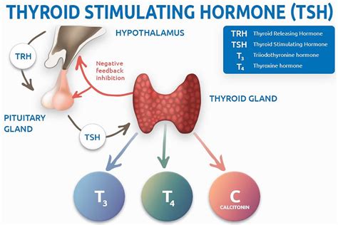 What TSH or thyroid stimulating hormone? A T : Glovision Diagnostics