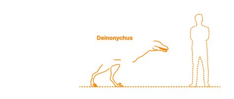 Deinonychus (Deinonychus antirrhopus) Dimensions & Drawings ...