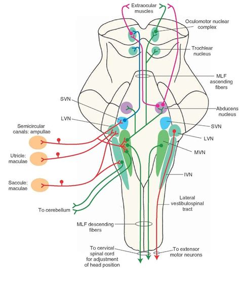 Pin von Laura auf [ N e u r o ] | Physiologie, Anatomie und physiologie ...