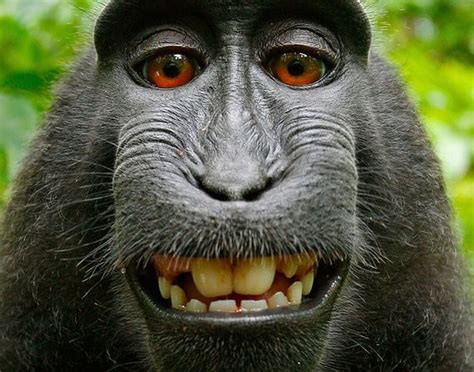 Who owns your photos? Monkeys take 'selfies,' sparking copyright ...