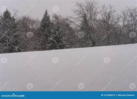 Snow is Falling on the Background of Trees Stock Photo - Image of scene ...