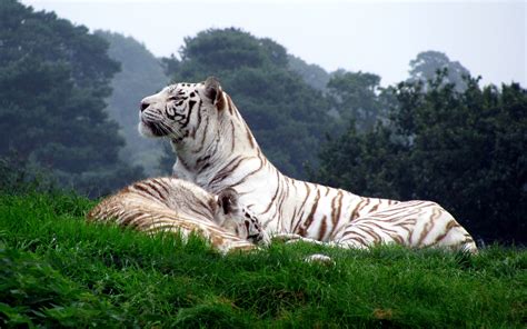 White Tiger Wallpapers Widescreen - Wallpaper Cave