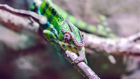 Free picture: lizard, camouflage, tree, animal, reptile, green