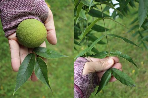 Foraging Black Walnuts (Juglans nigra)