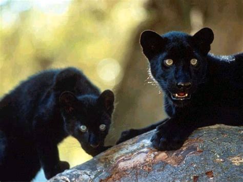 Black Panther cubs