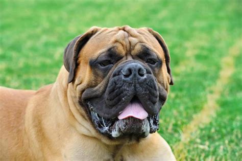 English Mastiff Dog Price In India | Appearance and Characteristics