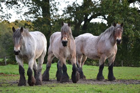 bay roan draft horses | Draft horse breeds, Draft horses, Horse breeds