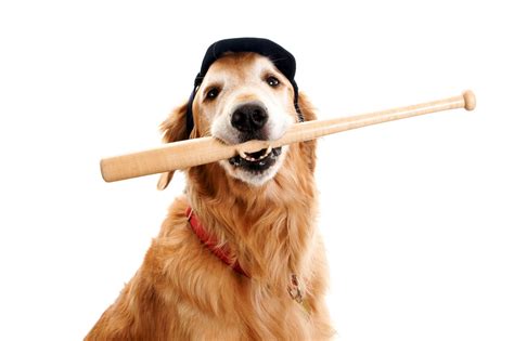 Dogs Wearing Baseball Outfits | NotGraphs Baseball