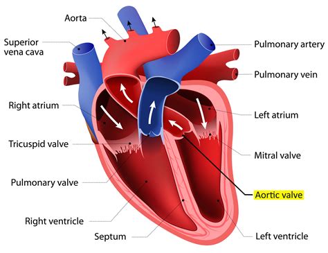 Evaluating an Alternative to Open-Heart Surgery - News Center