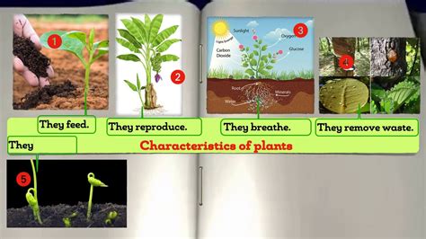 Science and Technology: Characteristics of plants as living things ...