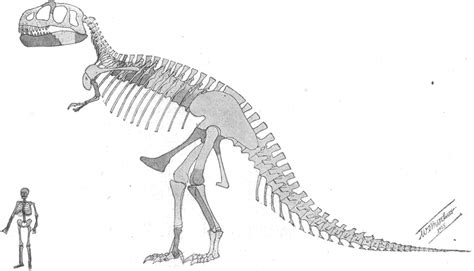 File:Tyrannosaurus skeleton.jpg - Wikimedia Commons