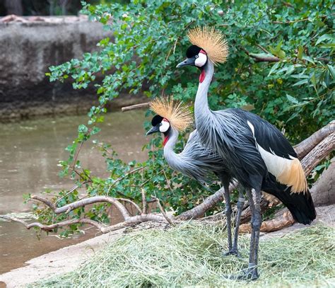 Top 10 Strange Animals Found Only in Africa