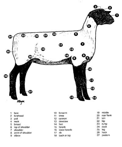 Sheep Showmanship - AG.& ENVIRONMENTAL SCIENCES ACADEMY