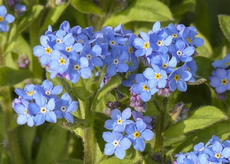 Forget Me Not Wild Flower Meadow - Free photo on Pixabay - Pixabay