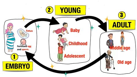 Human Life Cycle - YouTube