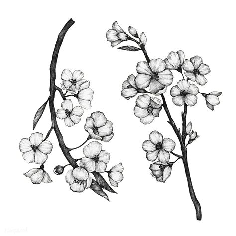 Chinese Flowers Drawings Sketches | Sketch Drawing Idea