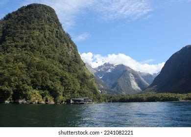 824 Milford Sound Wildlife Images, Stock Photos & Vectors | Shutterstock