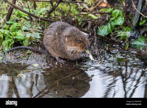 European water vole, a semi-aquatic rodent Stock Photo - Alamy