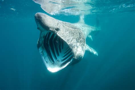 Basking sharks to be given ‘protected wild animal’ status in Ireland ...