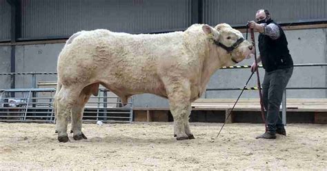 Charolais Cattle: History and Characteristics | Lone Pine Charolais