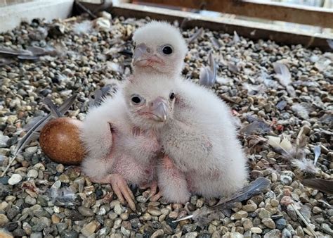 Baby Peregrine Falcon In Nest