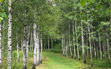 Birch Grove, grove, birches, grass, trees, HD wallpaper | Peakpx