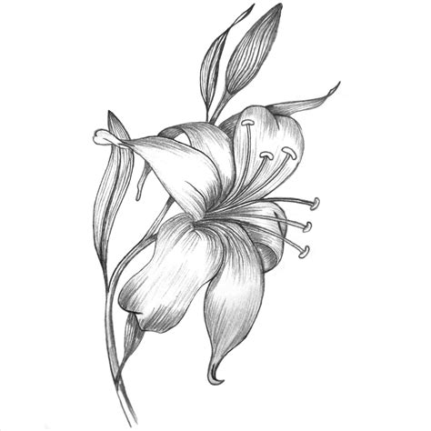 Stargazer Lily Drawing at PaintingValley.com | Explore collection of ...