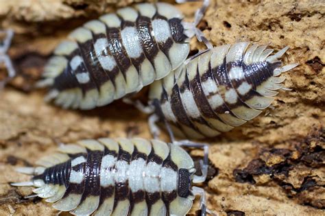 Buy pet Isopods and invertabrates -Isopodshop.com