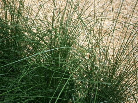 Muhly Grass- Plant of the Month June 2017 | Garden Center Nursery San ...