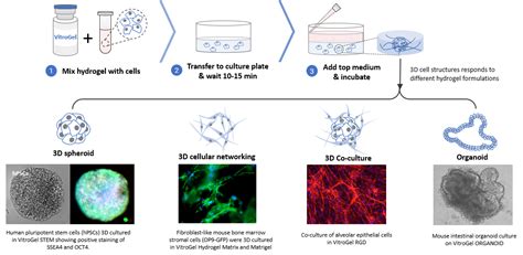 3D Cell Culture Methods and Applications | TheWell Bioscience