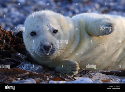 Grey Seal (Halichoerus grypus) Pup Helgoland Germany Stock Photo - Alamy