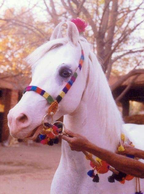 The Great Kathiawari Stallion | Kathiyawadi horse, Horse breeds, Horses