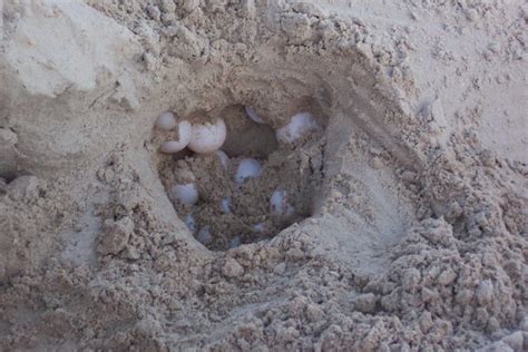 Kemp’s ridley sea turtle spotted nesting on Easter Sunday