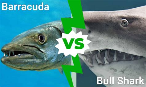 Discover Who Emerges Victorious In a Barracuda vs Bull Shark Battle - A ...