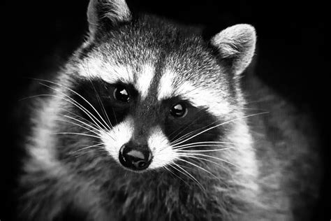 Free Photo: Black and White Portrait of Cute Raccoon