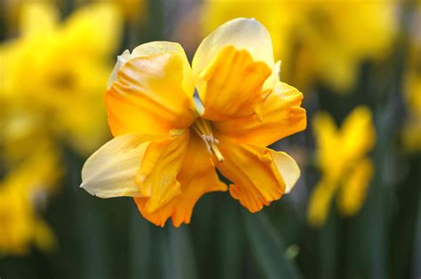 How to Grow and Care for Daffodils