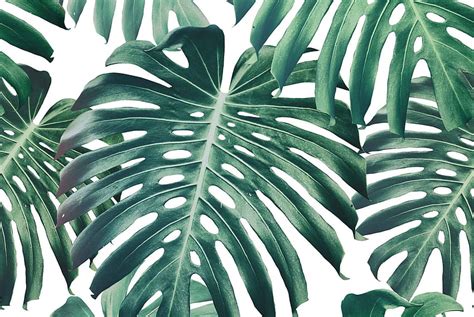 Monstera Deliciosa, Monstera Leaf HD wallpaper | Pxfuel