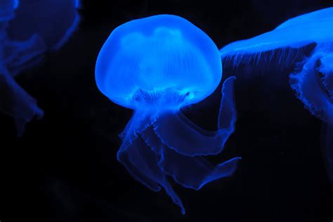 Deep Sea Glowing Jellyfish