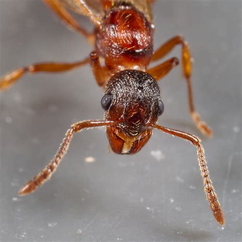 Myrmica rubra Queen - Myrmica rubra - BugGuide.Net