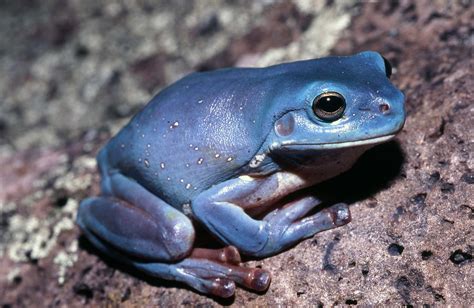 "I’ve seen only one in my life": the blue tree frog mystery ...