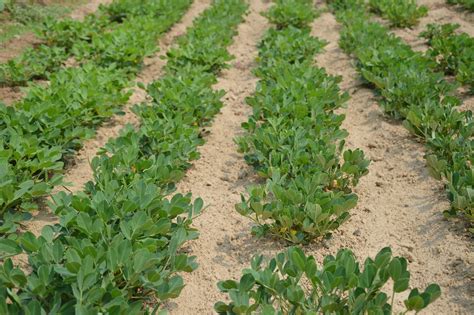 The Complete Guide to Growing Peanuts in Your Garden - Garden and Happy