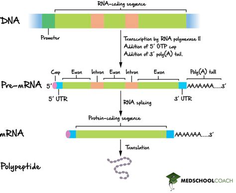 Eukaryotic RNA Processing & Splicing – MCAT Biology | MedSchoolCoach